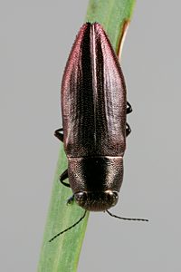 Melobasis sordida, PL0345, female, on Acacia retinodes, NL, 9.1 × 3.1 mm